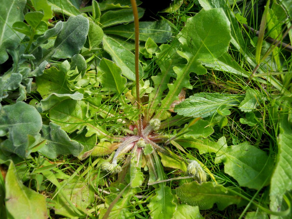 Asteracea: Crepis sancta
